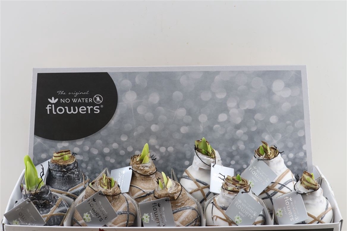 <h4>Wax Hipp Art Rembrandt Mix</h4>