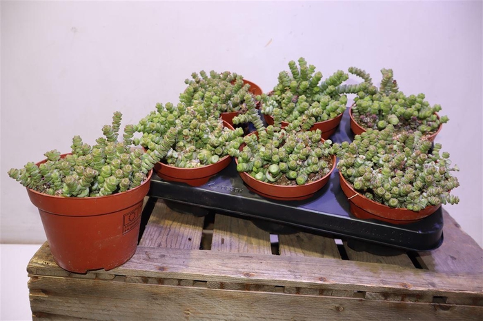 <h4>arr8 Crass Marnieriana</h4>