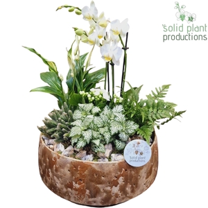 PH100 Sophia Taupe 9cm 2-3Tak