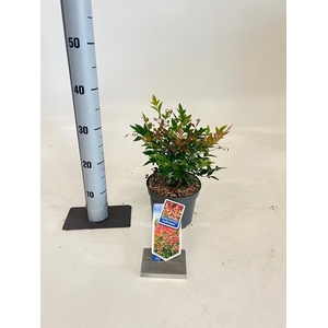 Nandina domestica 'Gulfstream'