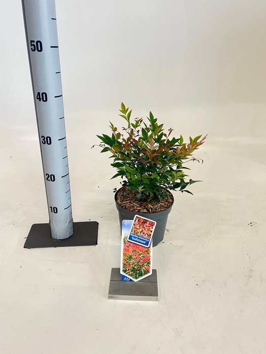 <h4>Nandina domestica 'Gulfstream'</h4>