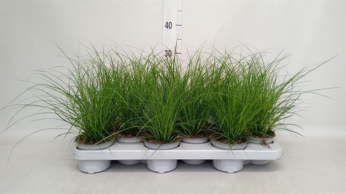 <h4>Carex brunnea</h4>