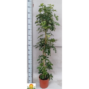 SCHEF AR GOLD CAPELL