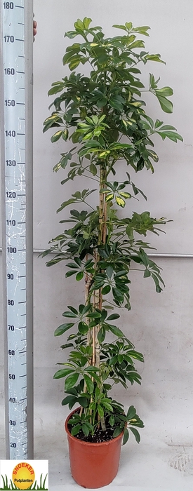 <h4>SCHEF AR GOLD CAPELL</h4>