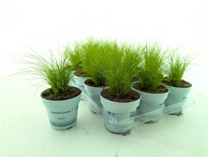 <h4>STIP TE PONYTAILS</h4>