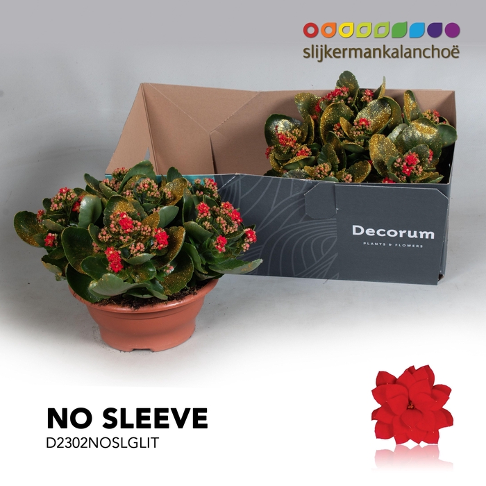 <h4>Kalanchoe No Sleeve - Red with glitter - kerst</h4>