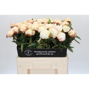 Paeonia Dr F.G. Brethour