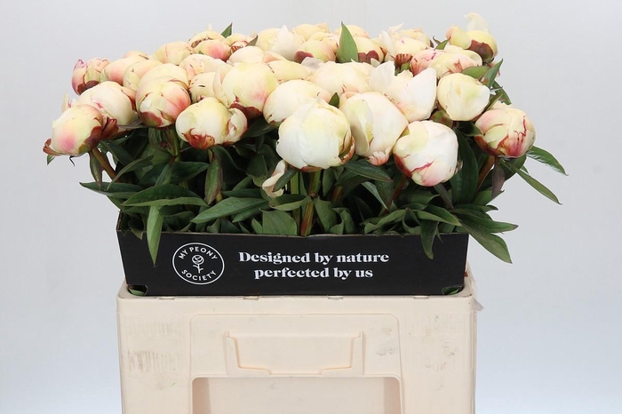 <h4>Paeonia Dr F.G. Brethour</h4>