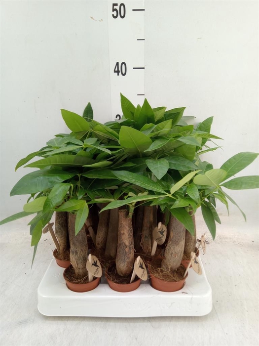 <h4>Pachira aquatica</h4>