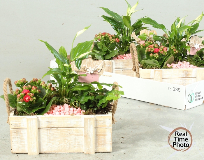 <h4>ARR KAMERPL</h4>