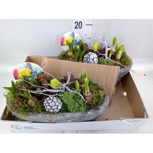 Arr.   Bol/Knolgewas L%