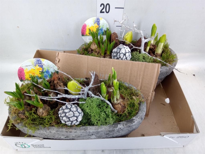 <h4>Arr.   Bol/Knolgewas L%</h4>