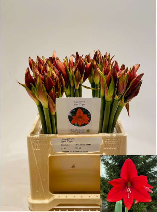 <h4>HIPP GA RED TIGER</h4>