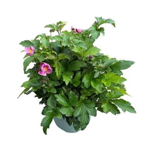 Anemone hupehensis japonica