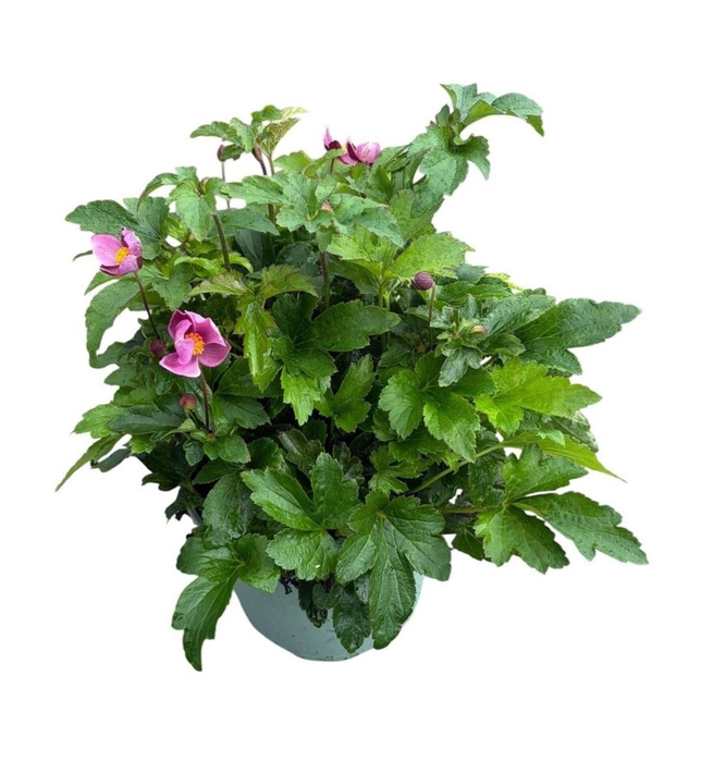 <h4>Anemone hupehensis japonica</h4>