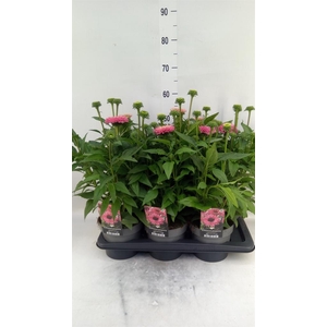 Echinacea   ...