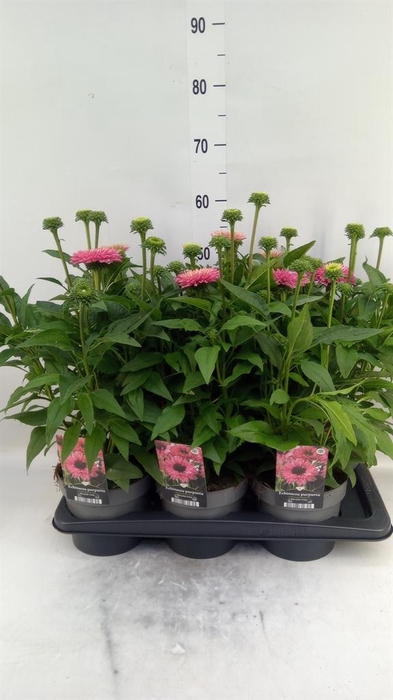<h4>Echinacea   ...</h4>