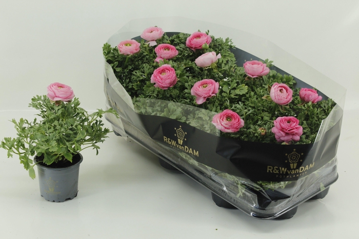 <h4>RANUN SPRINK PINK</h4>