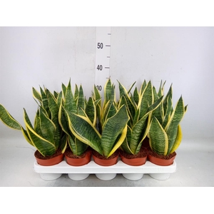 Sansevieria trifa. 'Futura Superba'