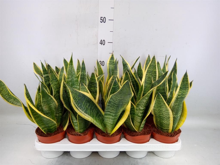 <h4>Sansevieria trifa. 'Futura Superba'</h4>