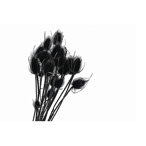 Chardon Black
