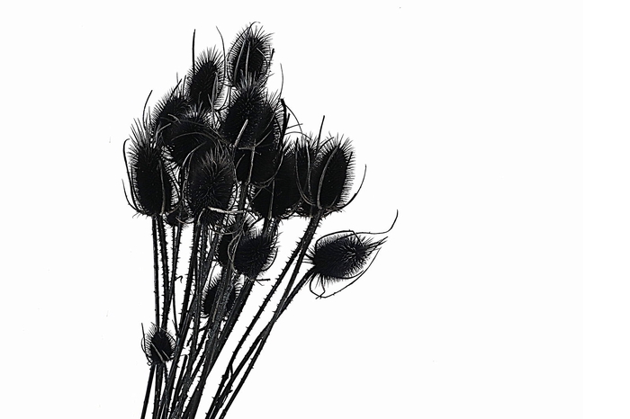 <h4>Chardon Black</h4>