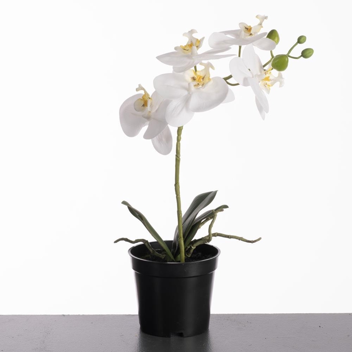 <h4>AF Orchid in pot H35cm White</h4>