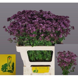 ORIG VU CHARM PURPLE