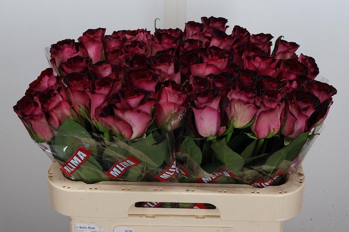 <h4>R Gr Scarlet Ruby</h4>