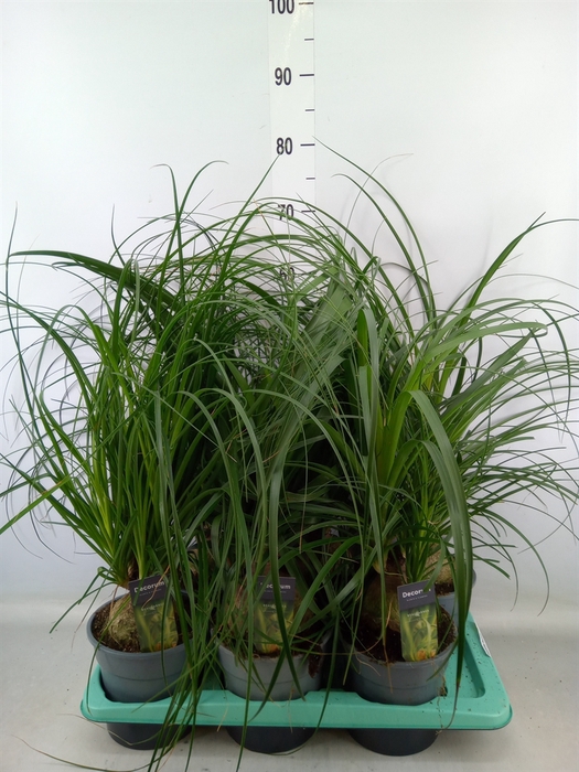 <h4>Beaucarnea recurvata</h4>