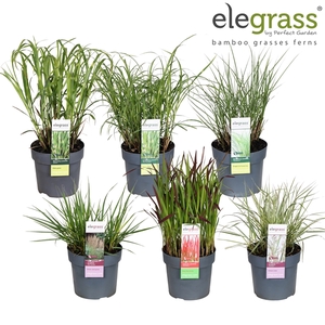Grassen mix laag los P19 - Elegrass Hardy Ornamentals