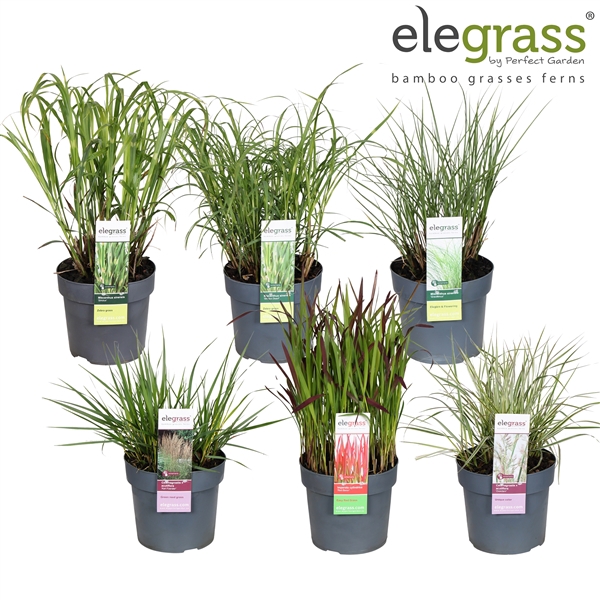 <h4>Grassen mix laag los P19 - Elegrass Hardy Ornamentals</h4>