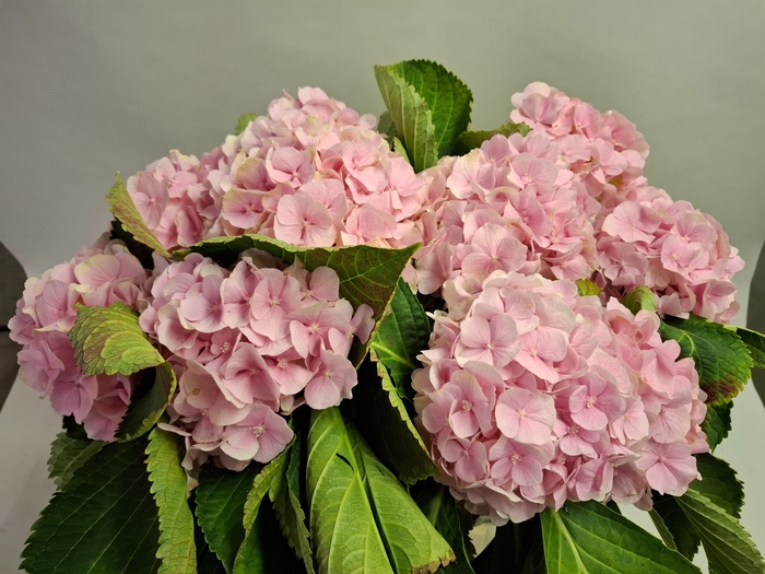 <h4>HYDR M CH VERENA</h4>