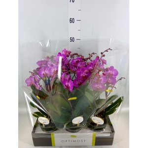 Phalaenopsis multi.   ...lilac