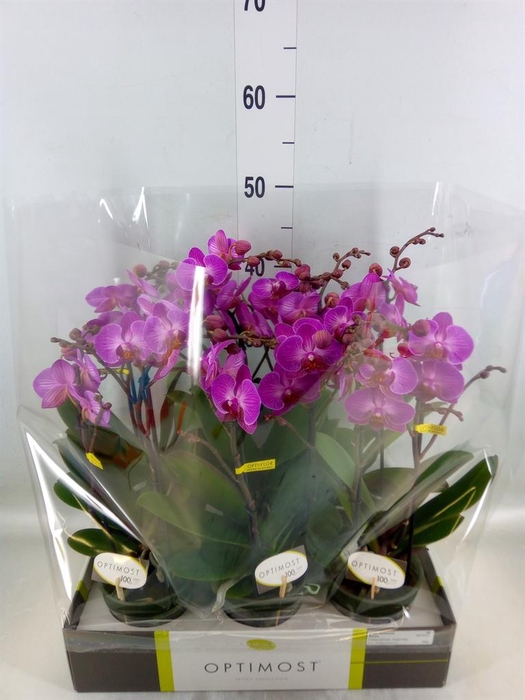 <h4>Phalaenopsis multi. ...lilac</h4>