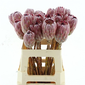 PROTEA PINK ICE