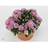 Chrysanthemum  'Braque Pink'