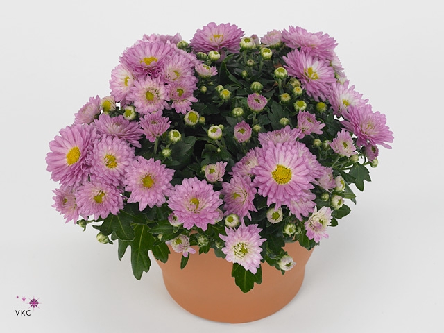 Chrysanthemum  'Braque Pink'