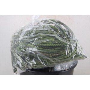 Araucaria araucana Natural per bag