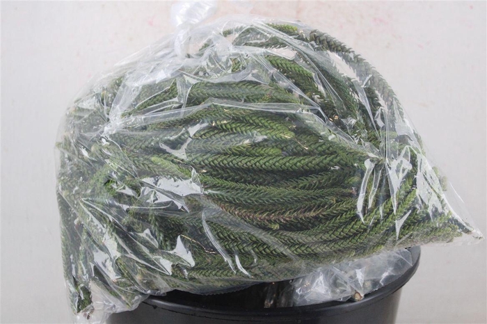 <h4>Araucaria araucana Natural per bag</h4>