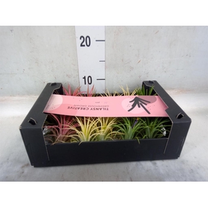 Tillandsia ionantha