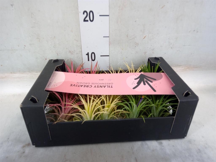 <h4>Tillandsia ionantha</h4>