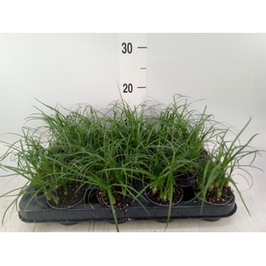 Nolina recurvata   ...