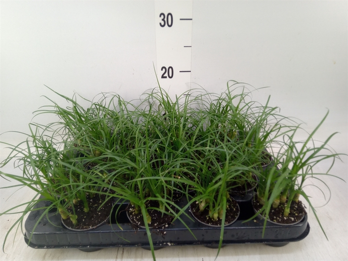 <h4>Nolina recurvata   ...</h4>