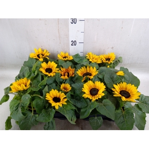 Helianthus an. 'Petisol'
