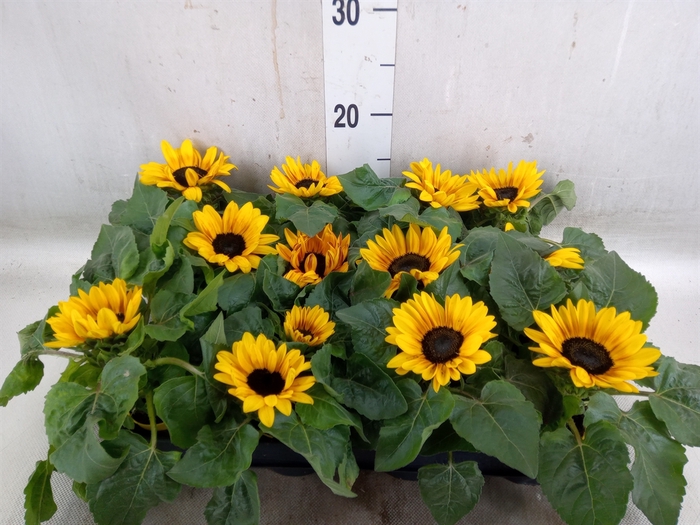 <h4>Helianthus an. 'Petisol'</h4>