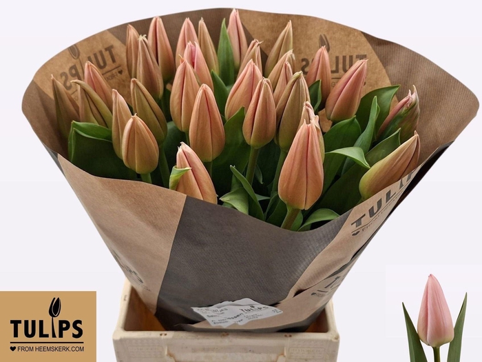 <h4>TU EN SALMON DESSERT</h4>