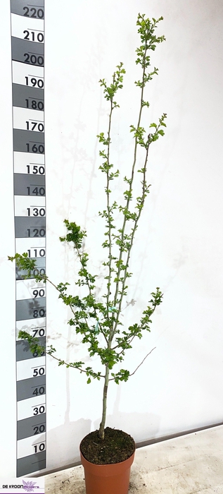 <h4>CRATAEGU M PAULS SC</h4>