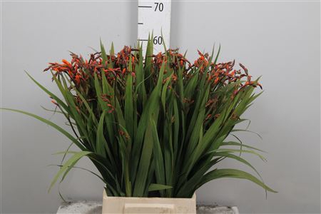 <h4>Crocos Emily Mckenzi</h4>
