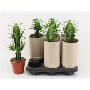 Euphorbia ingens